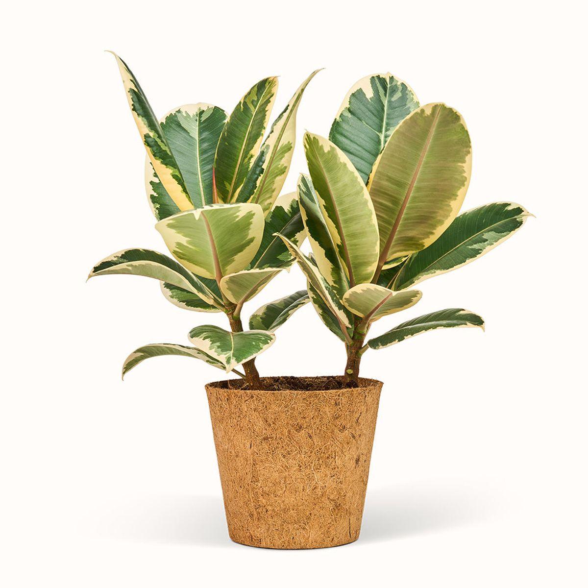 Ficus Elastica Tineke - Gummiplante - XL (H:40 CM - Ø:17 CM)