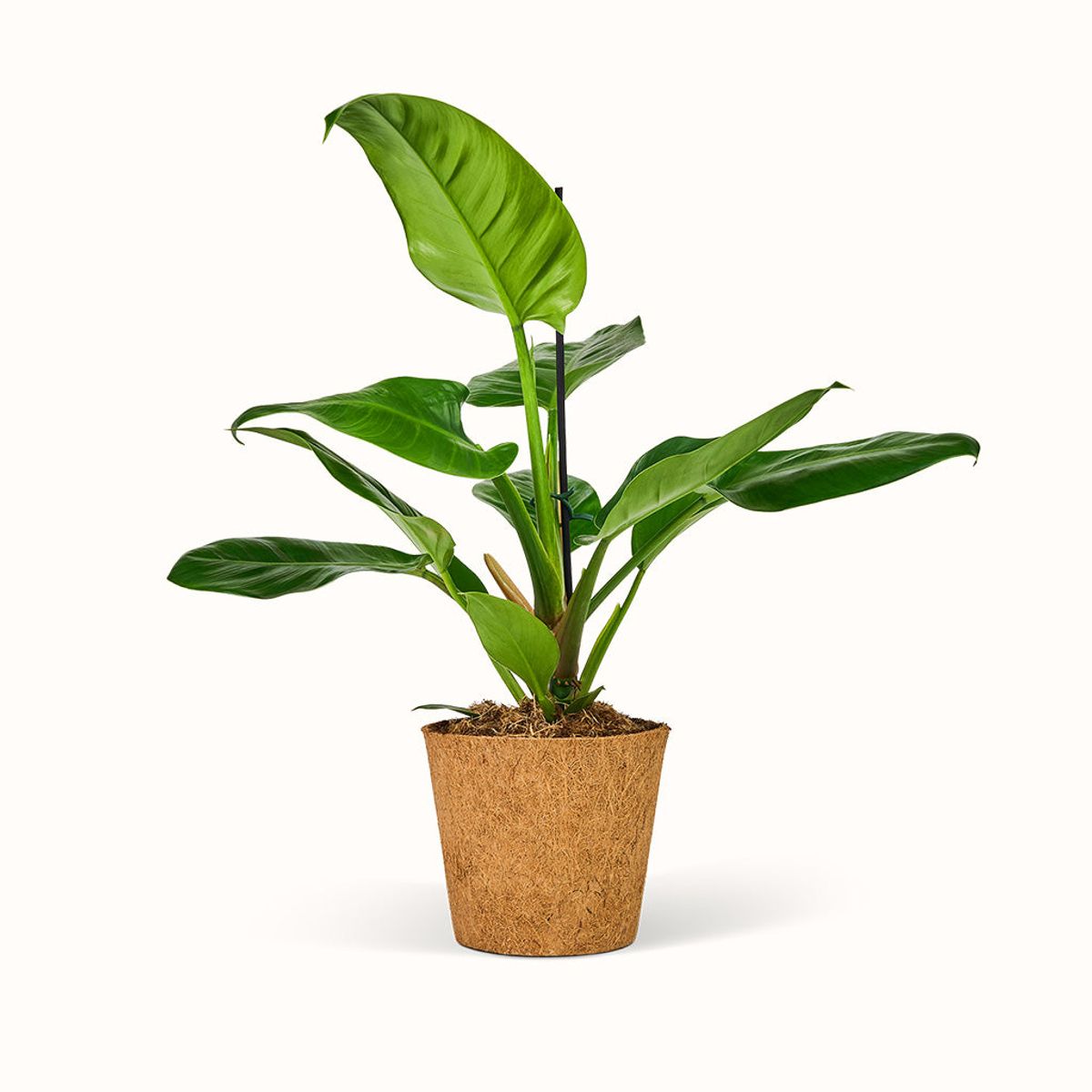 Philodendron Imperial Green - XL (H:50 CM - Ø:17 CM)