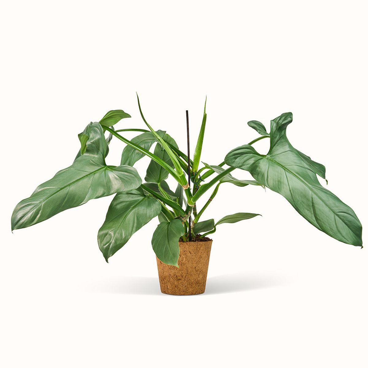 Philodendron Hastatum Silver Sword - XL (H:50 CM - Ø:17 CM)