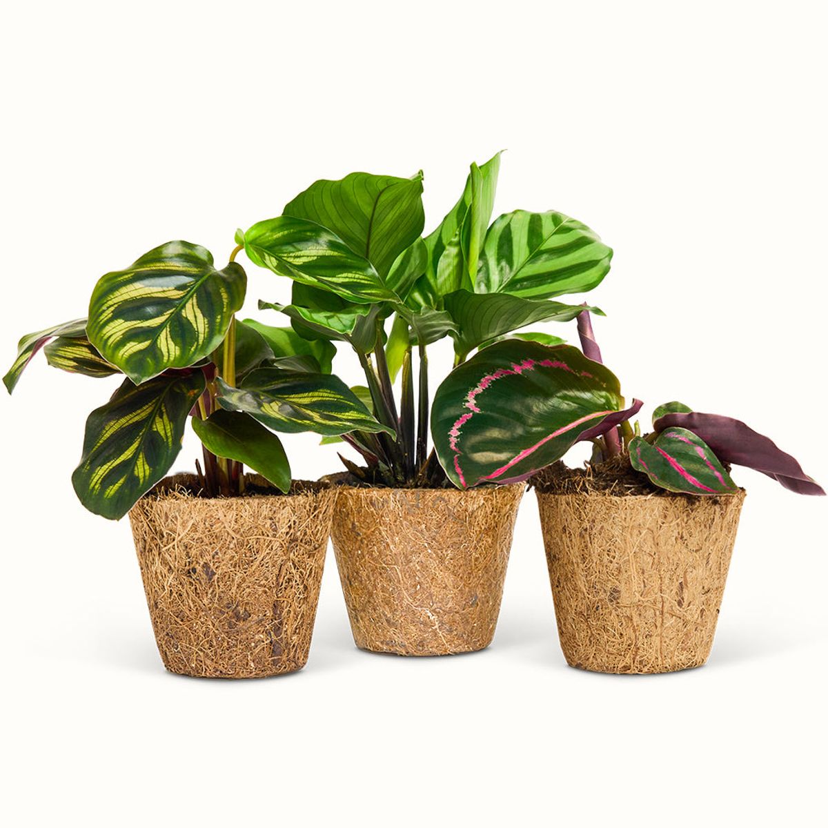 Calathea Mini Mix Sæt - Lille (H:12 cm - Ø:6 cm) / Jessie - Makoyana - Freddy