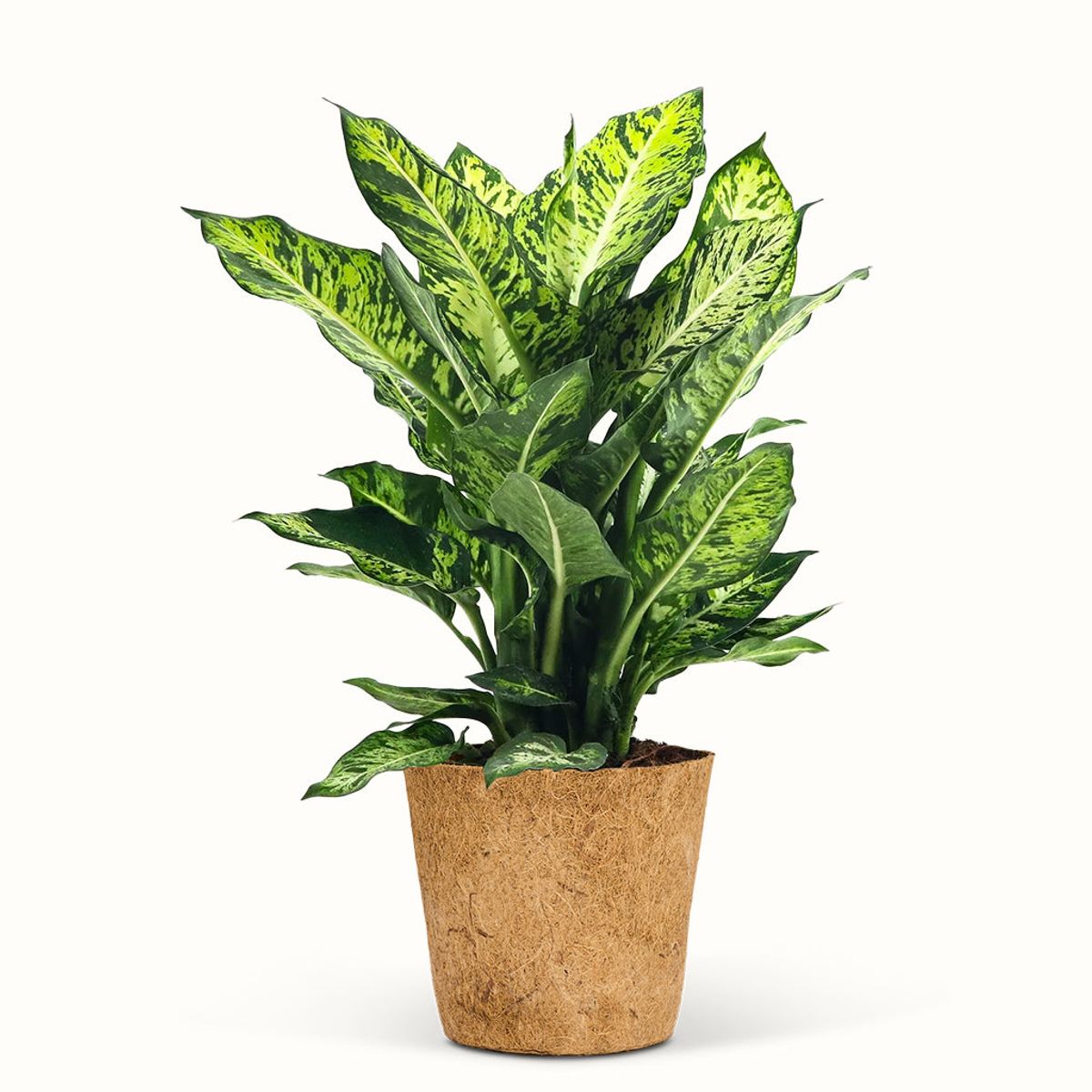 Dieffenbachia Sublime - XL (H:40 cm - Ø:17 cm)