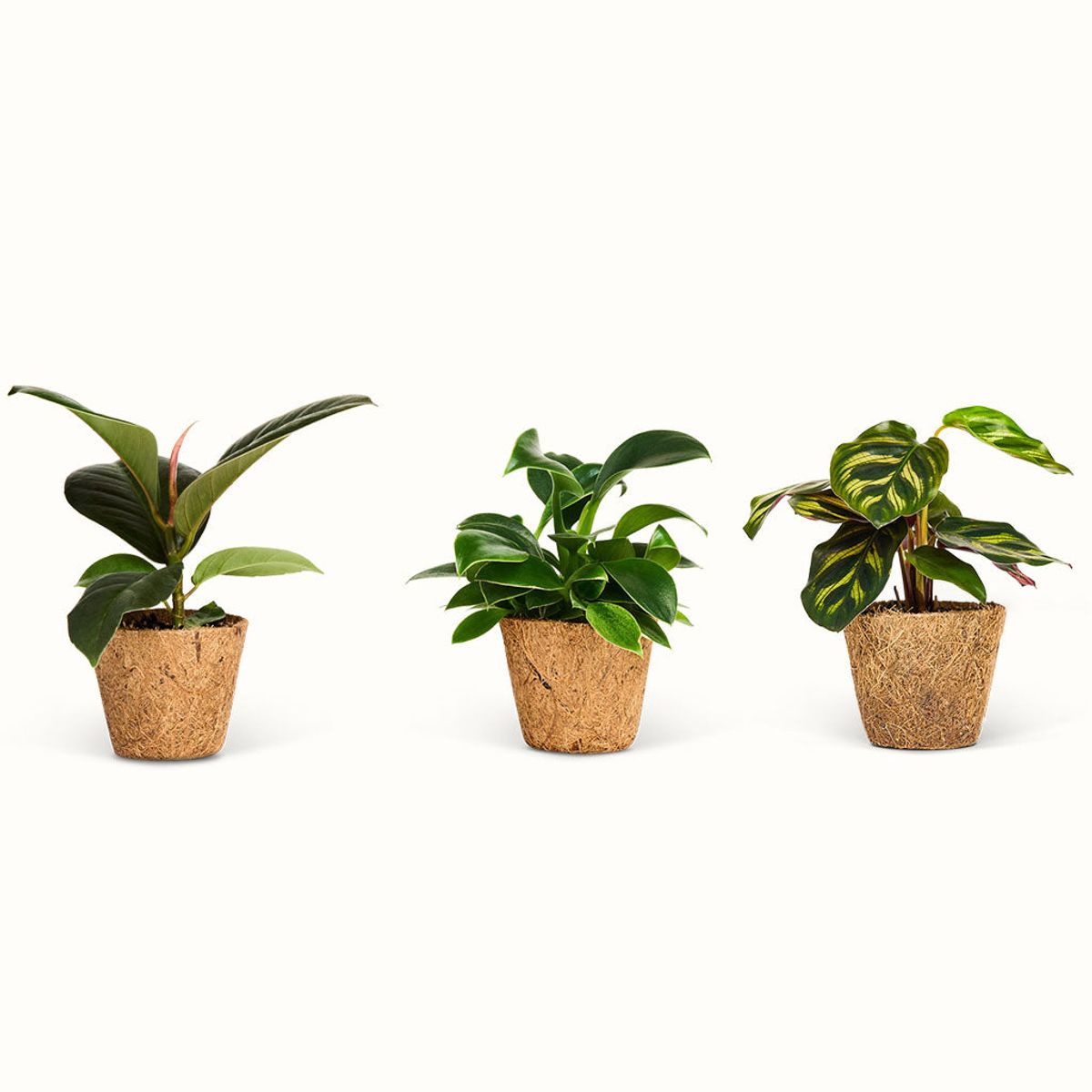 Green Mini Mix Sæt - Lille (H:12 cm - Ø:6 cm) / Philodendron Green Princess - Calathea Makoyana - Ficus Elastica Sofie