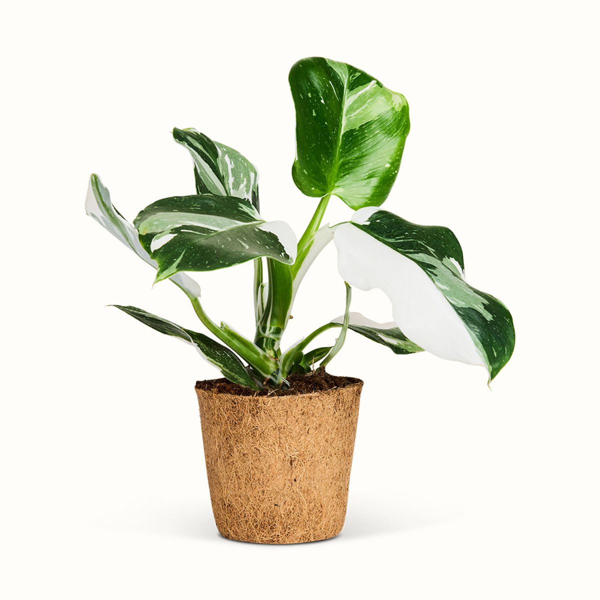 Philodendron White Wizard - Stor (H:25 cm - Ø:11 cm)