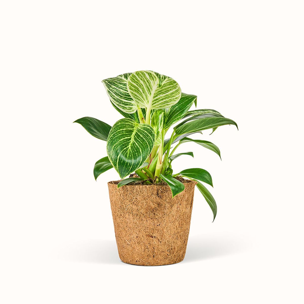 Philodendron White Measure - Birkin - Stor (H:25 cm - Ø:11 cm)