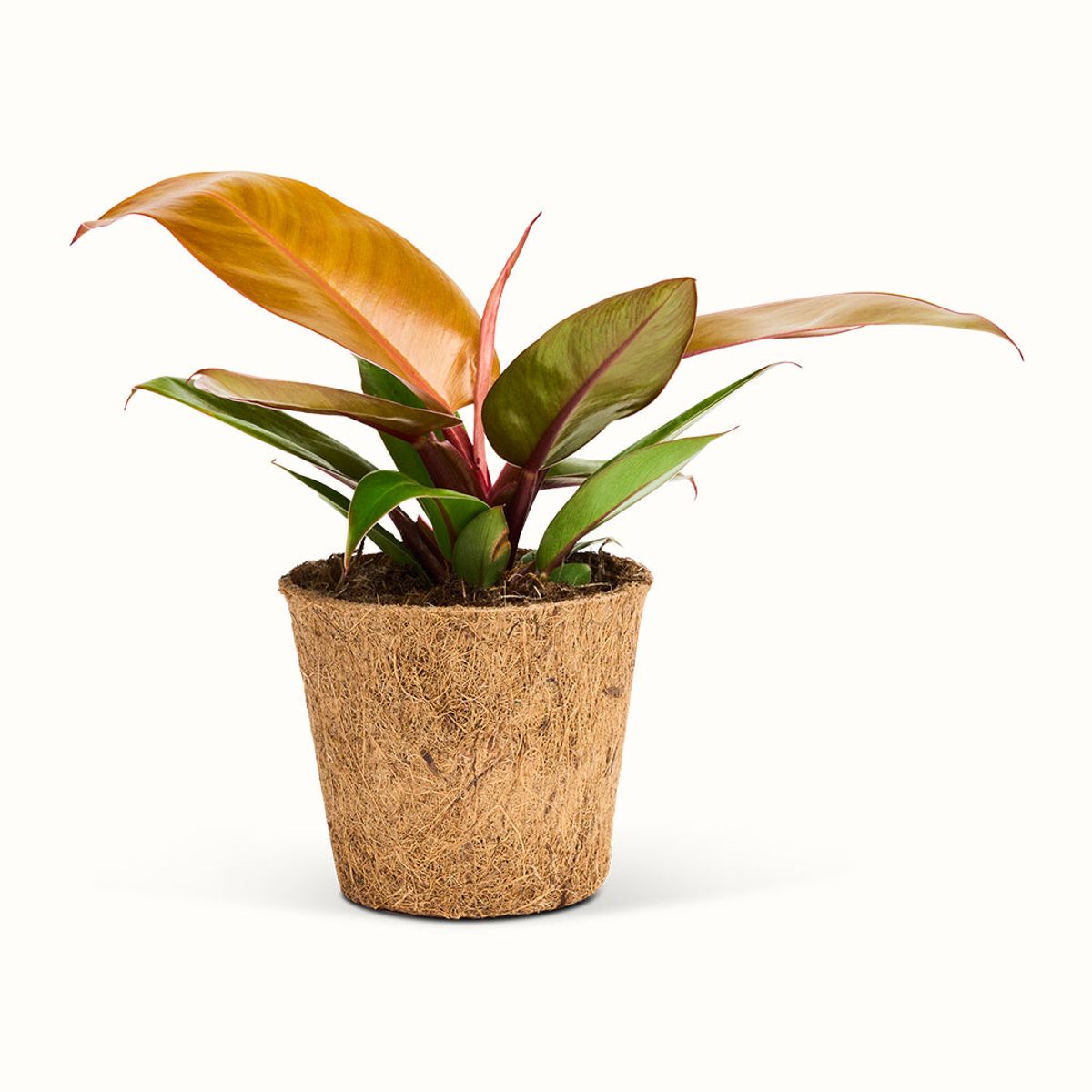 Philodendron Prince of Orange - Stor (H:25 cm - Ø:11 cm)