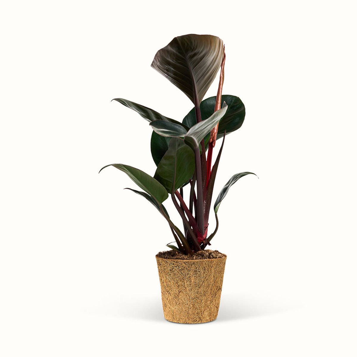 Philodendron Rojo Congo - Silkeplante - XL (H:50 cm - Ø:17 cm)