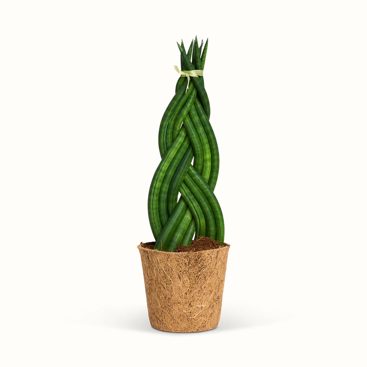 Sansevieria Cylindrica, Braid - African Spear - Stor (H:35 cm - Ø:11 cm)