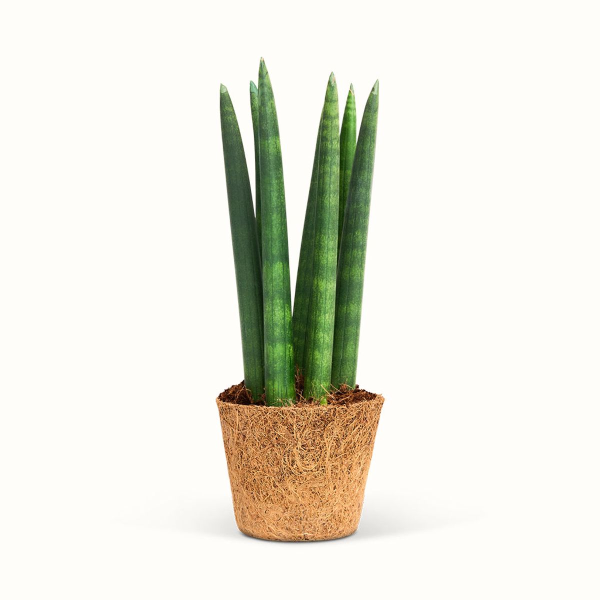 Sansevieria Cylindrica, Straight - African Spear - Mellem (H:25 cm - Ø:9 cm)