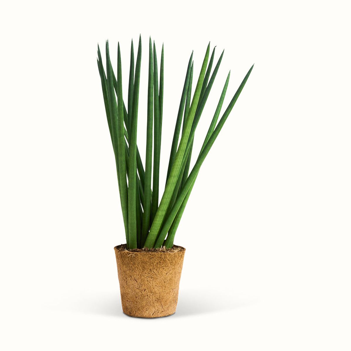 Sansevieria Cylindrica Spaghetti - XL (H:60 cm - Ø:17 cm)