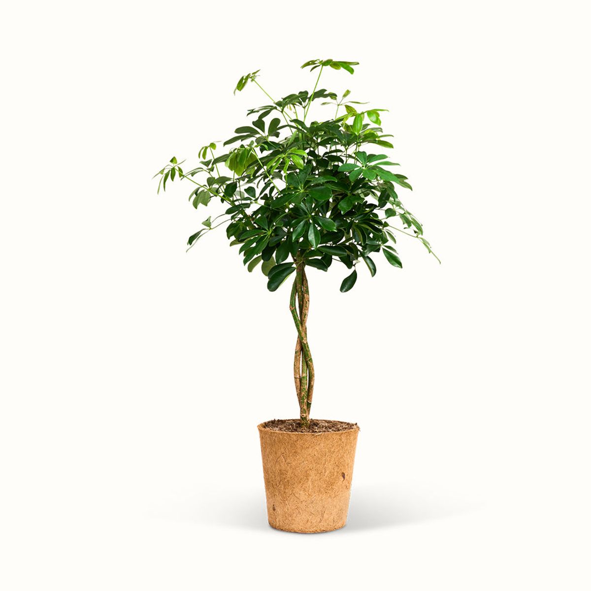 Schefflera Nora Braid - XXL (H:100 cm - Ø:24 cm)