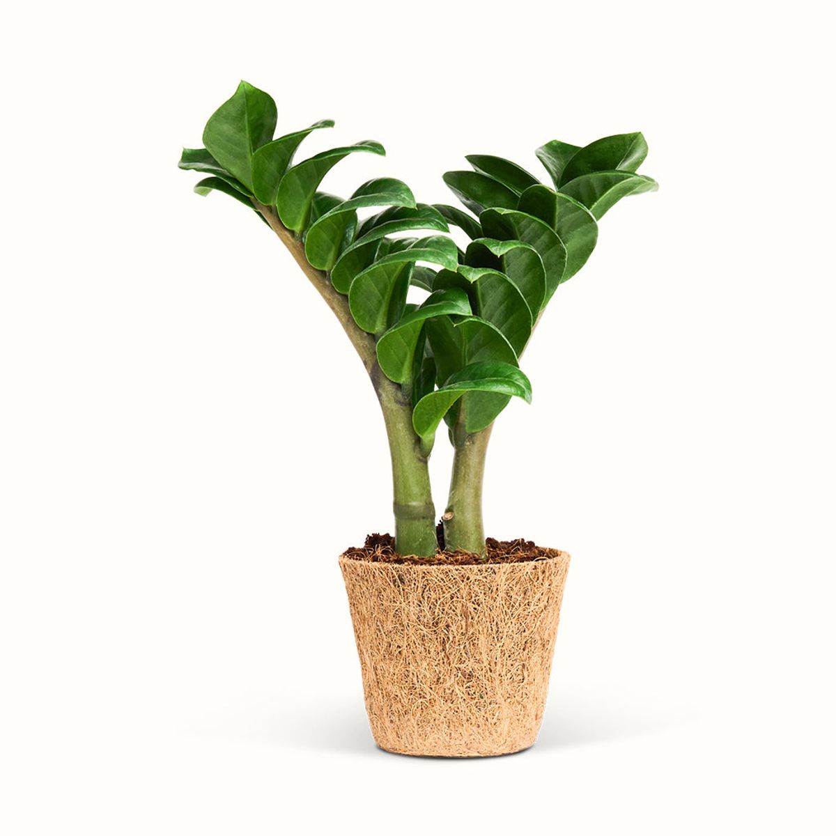 Zamioculcas Zenzi ZZ plant - Mellem (H:25 cm - Ø:9 cm)