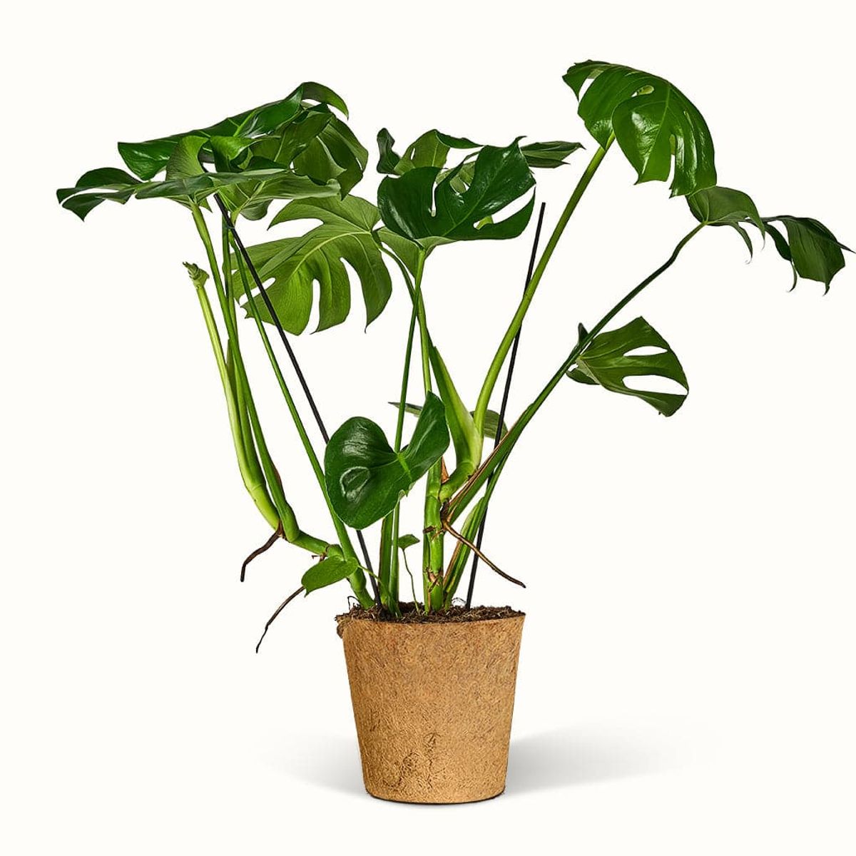 Monstera Deliciosa Blogger planten - XXL H:90 cm Ø:24 cm