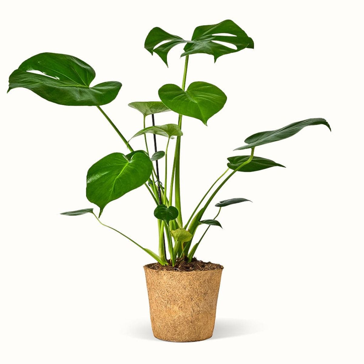 Monstera Deliciosa Blogger planten - XL H:50 cm Ø:17 cm