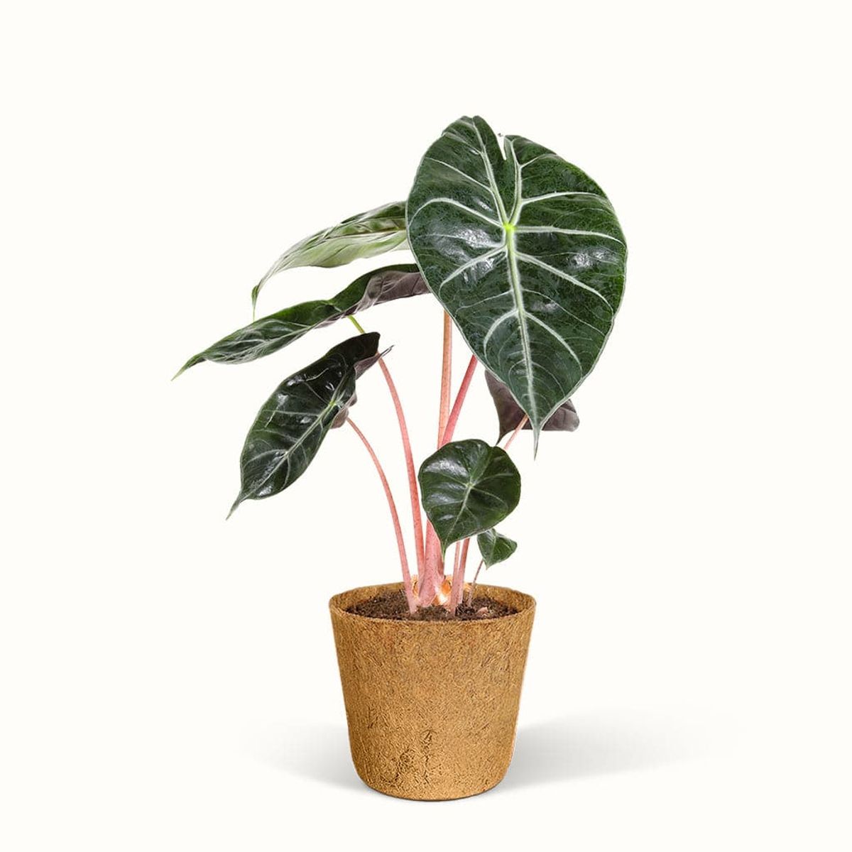 Alocasia Pink Dragon - Elefantøre - Stor (H:30 cm - Ø:11 cm)