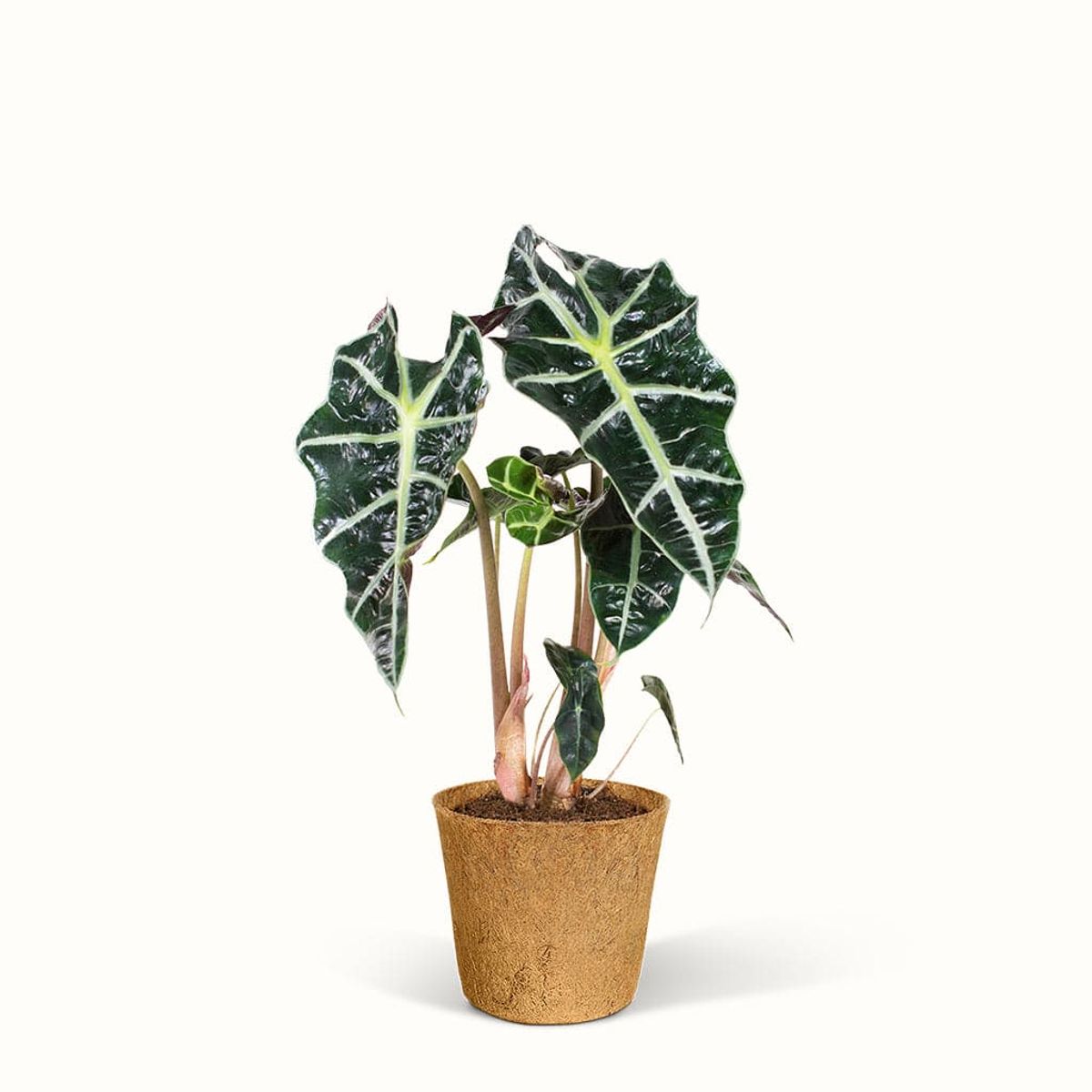 Alocasia Dwarf Amazonica - Elefantøre - Stor (H:25 cm - Ø:11 cm)