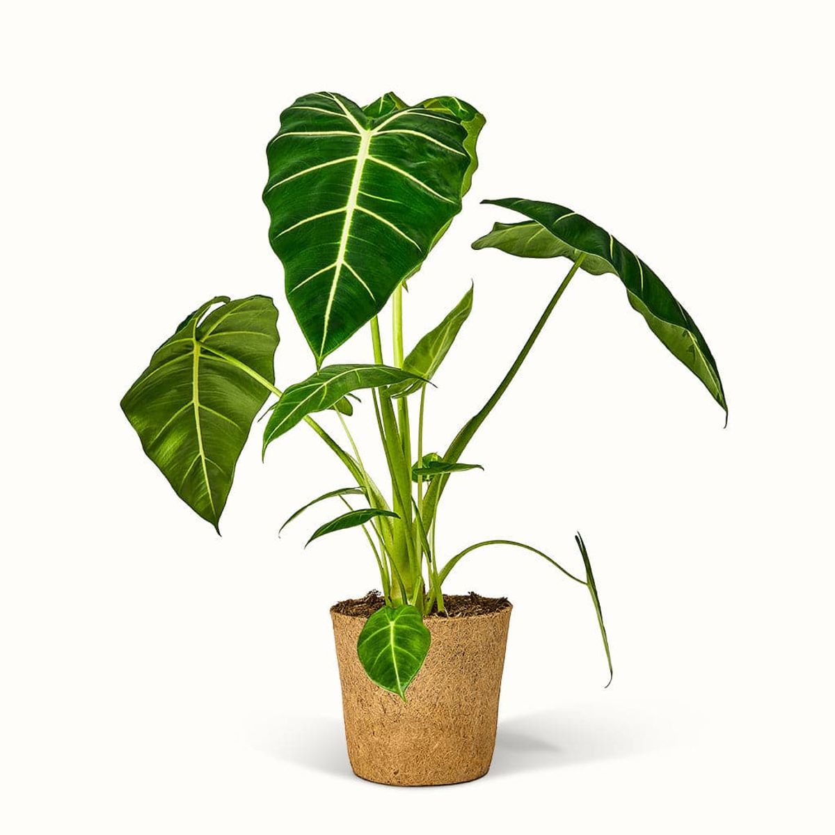 Alocasia Frydek - Elefantøre - XL (H:45 cm - Ø:17 cm) / Gratis kokospotte inkluderet