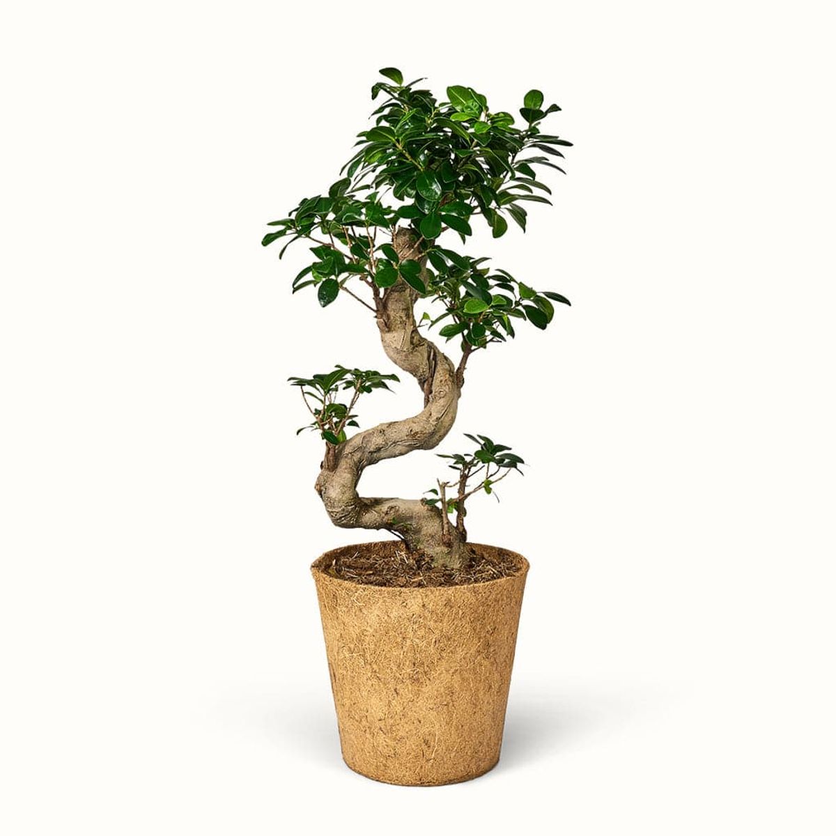 Ginseng Ficus Microcarpa - XXL (H:80 cm - Ø:24 cm)