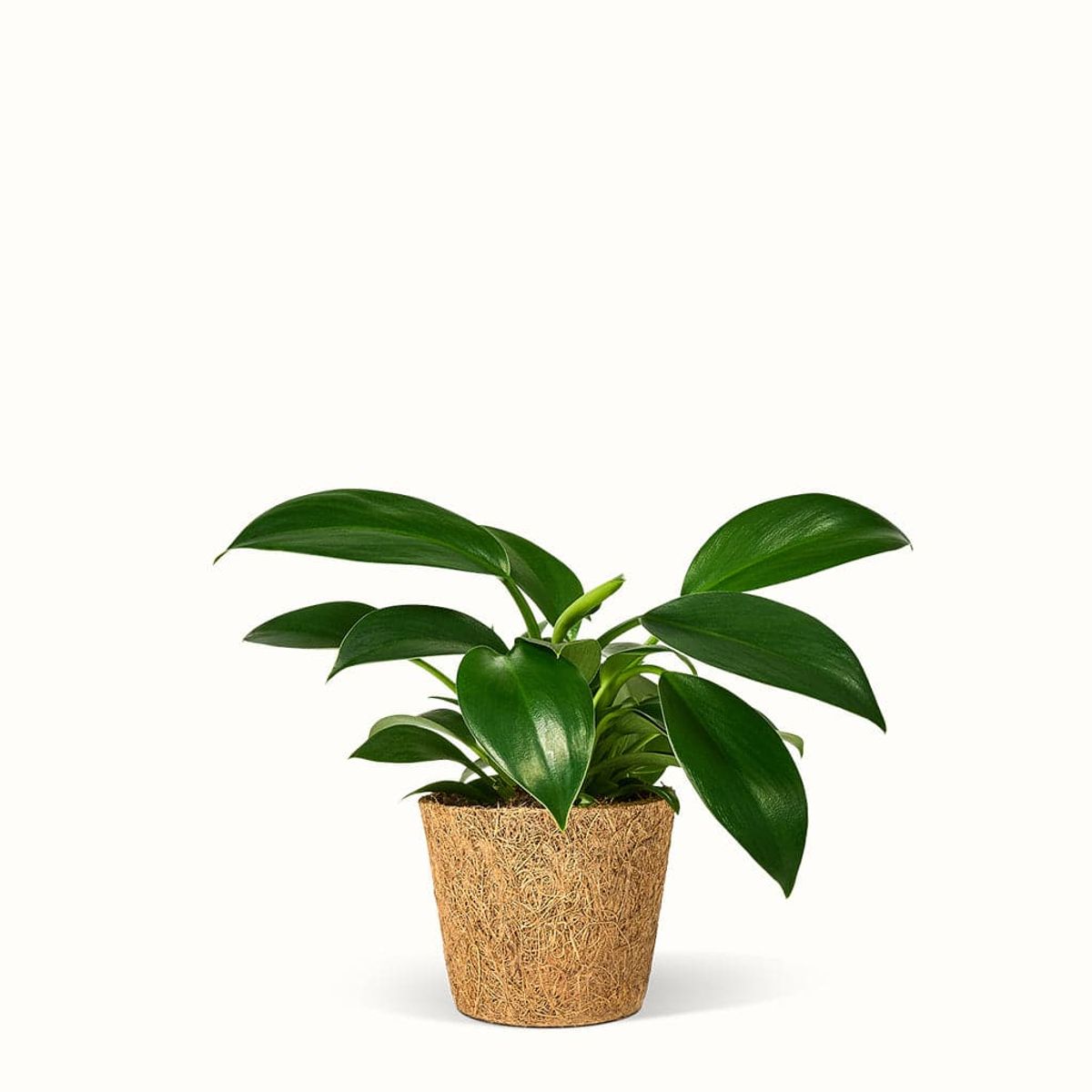 Philodendron Green Princess - Silkeplante - Mellem (H:20 cm - Ø:9 cm)