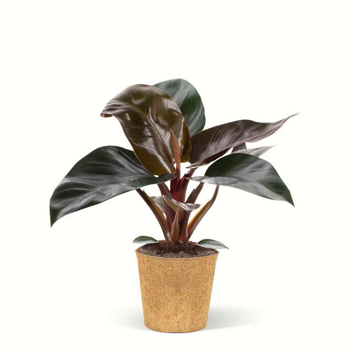 Philodendron Rojo Congo - Silkeplante - Stor (H:25 cm - Ø:11 cm)