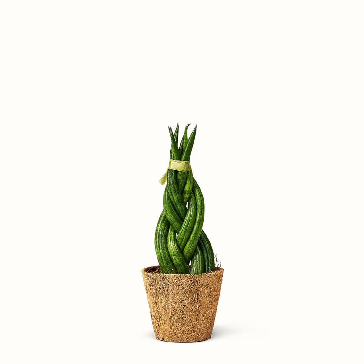 Sansevieria Cylindrica, Braid - African Spear - Mellem (H:25 cm - Ø:9 cm)