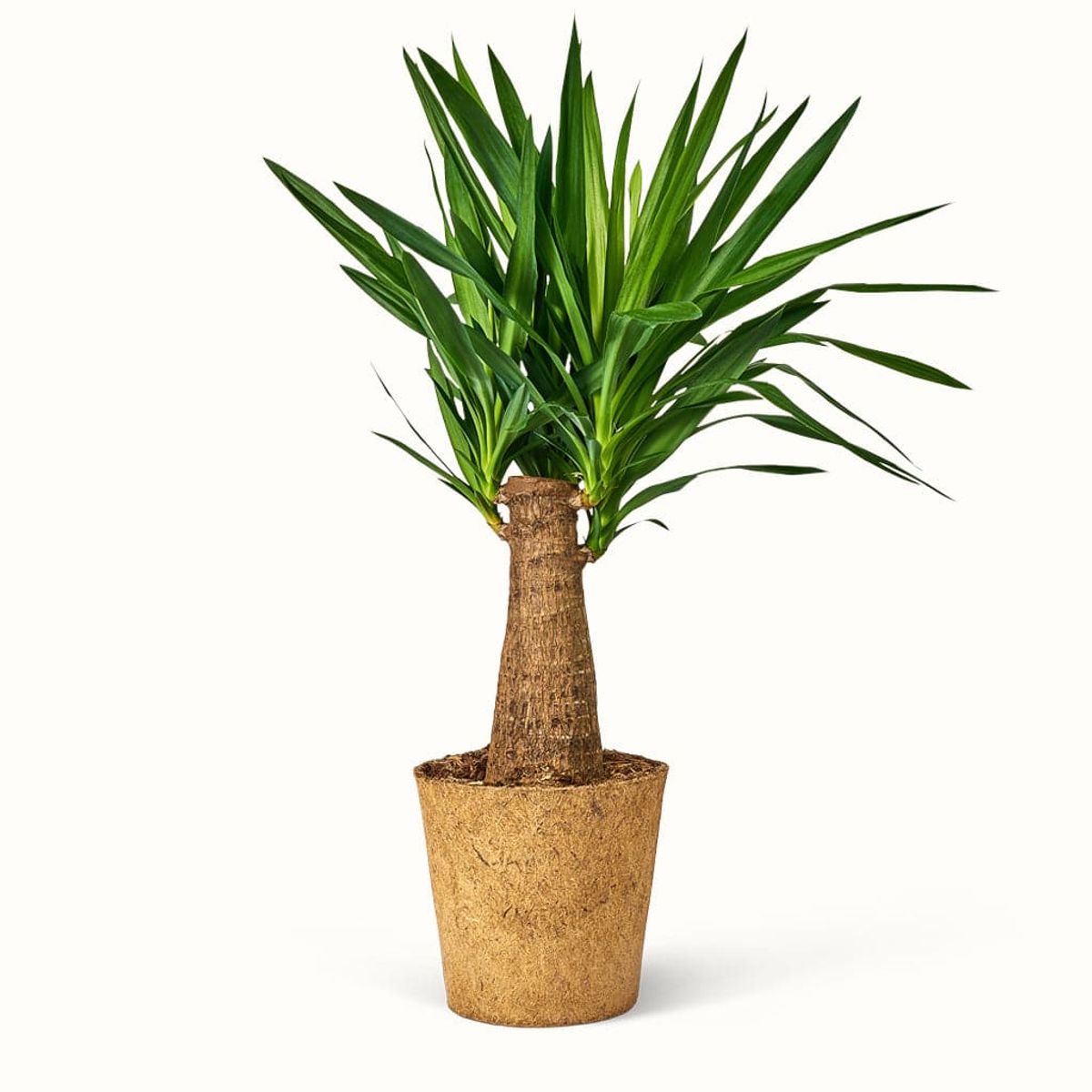 Yucca Elephantipes Palm Lily - Palmelilje - XXL (H:100 cm - Ø:24 cm)