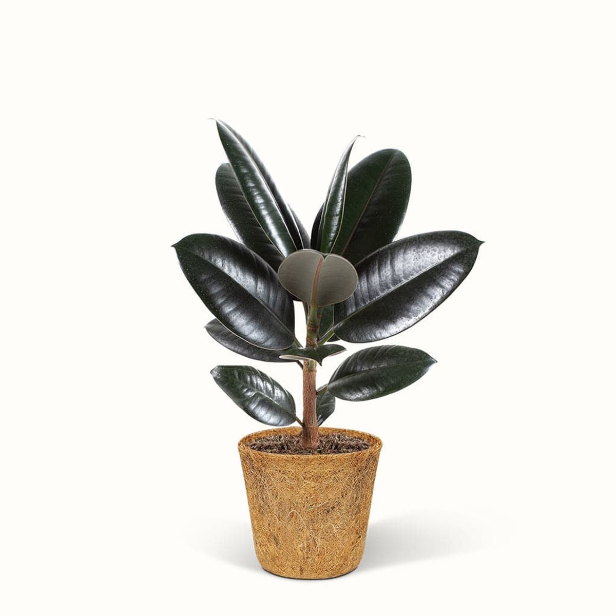 Ficus Elastica Abidjan - Gummiplante - Stor (H:25 cm - Ø:11 cm)