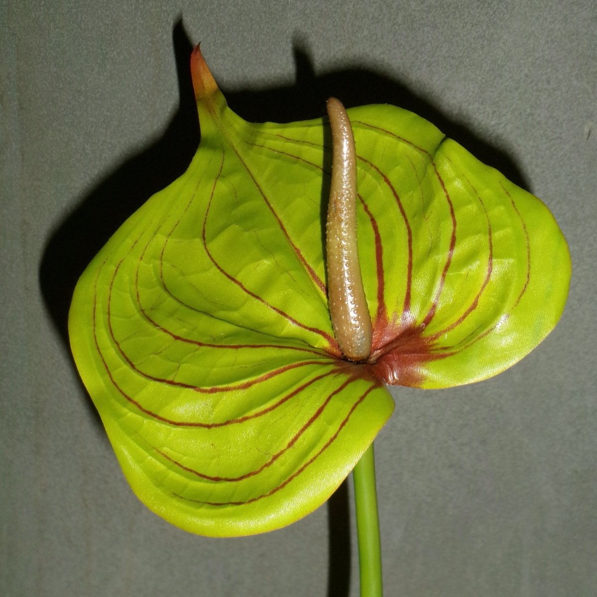 Stor Hjerteformet Flamingo Anthurium - Grøn