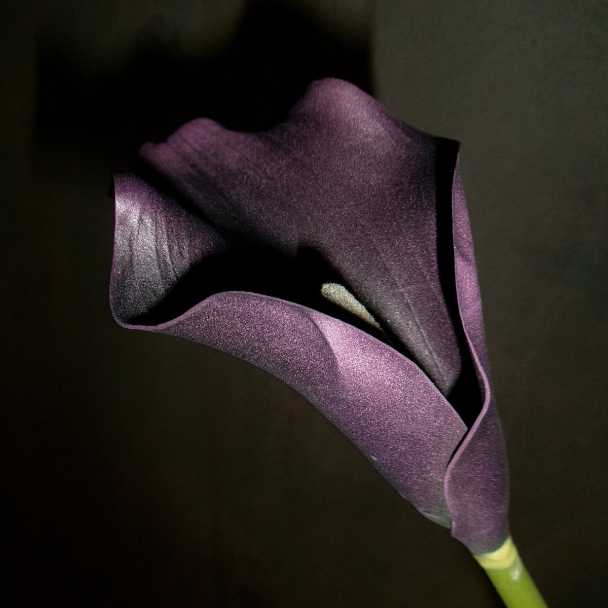 Calla Lilje Blomst - Bordeaux