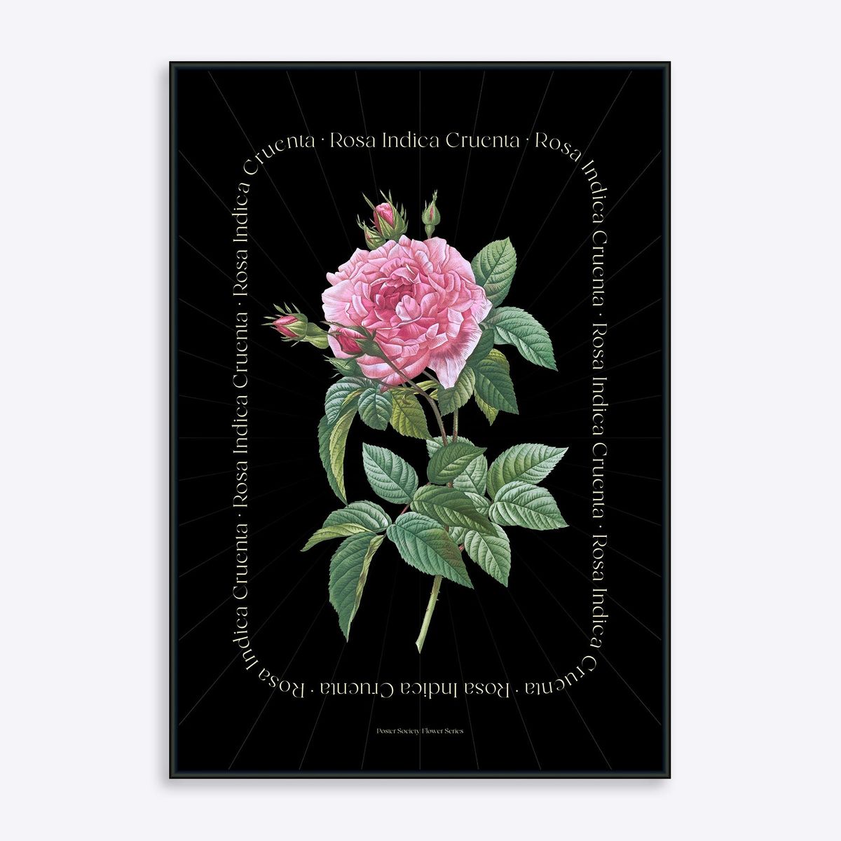 Flower Series - Rosa Indica BLACK EDITION - 50x70 cm