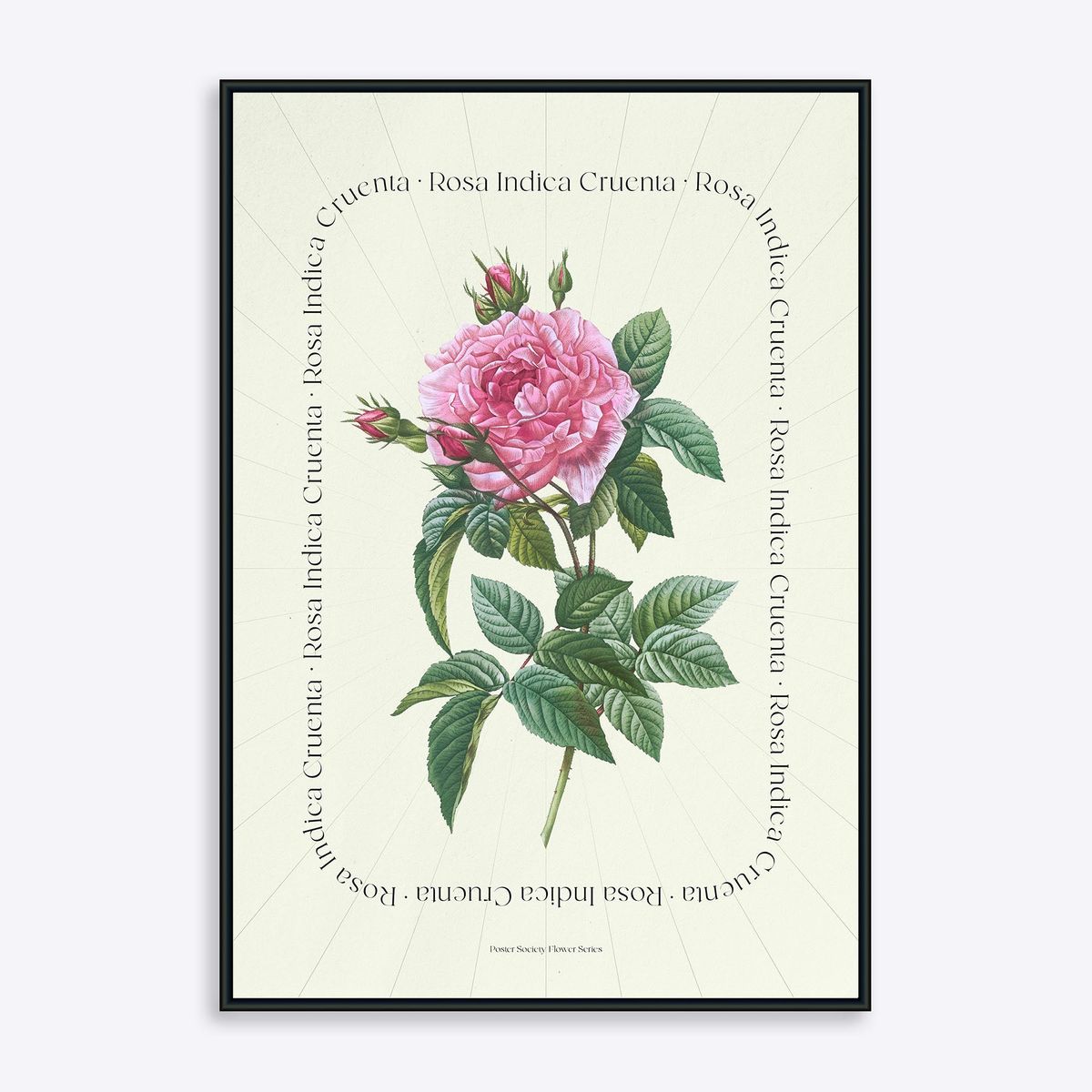 Flower Series - Rosa Indica Cruenta - 50x70 cm