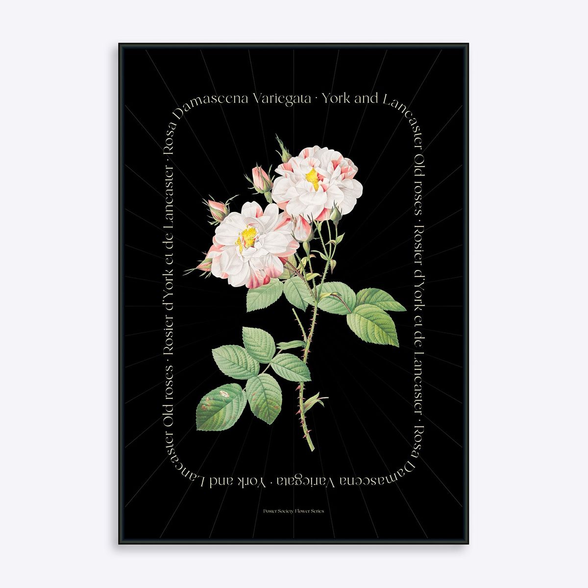 Flower Series - York and Lancaster Rose BLACK EDITION - 50x70 cm