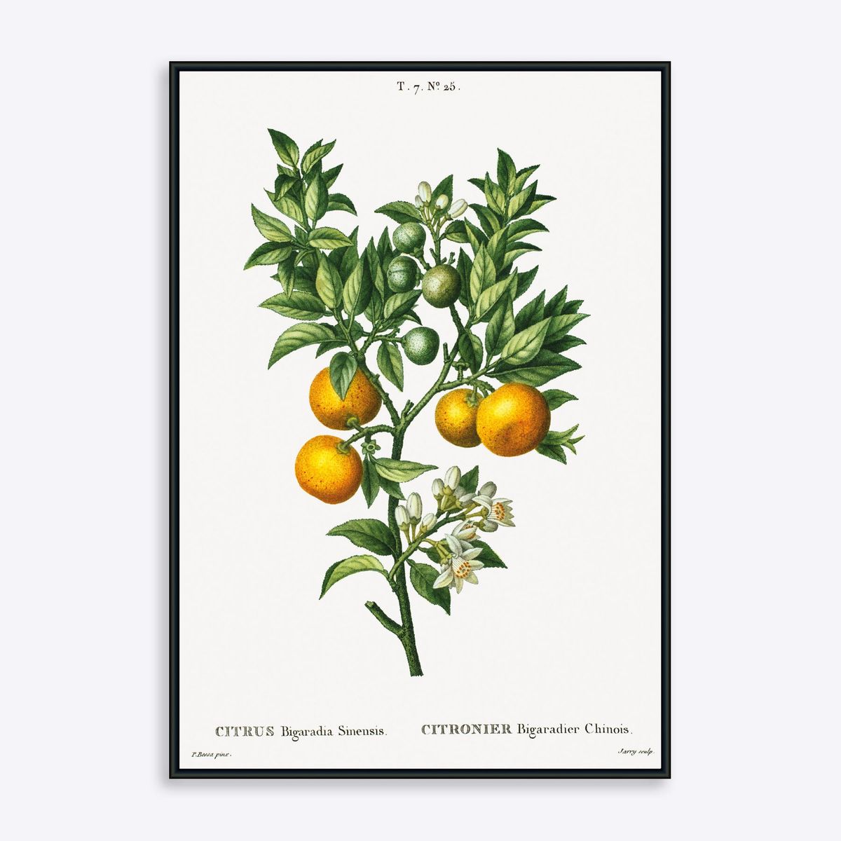 Citrus Bigaradia Sinensis - 30x40 cm