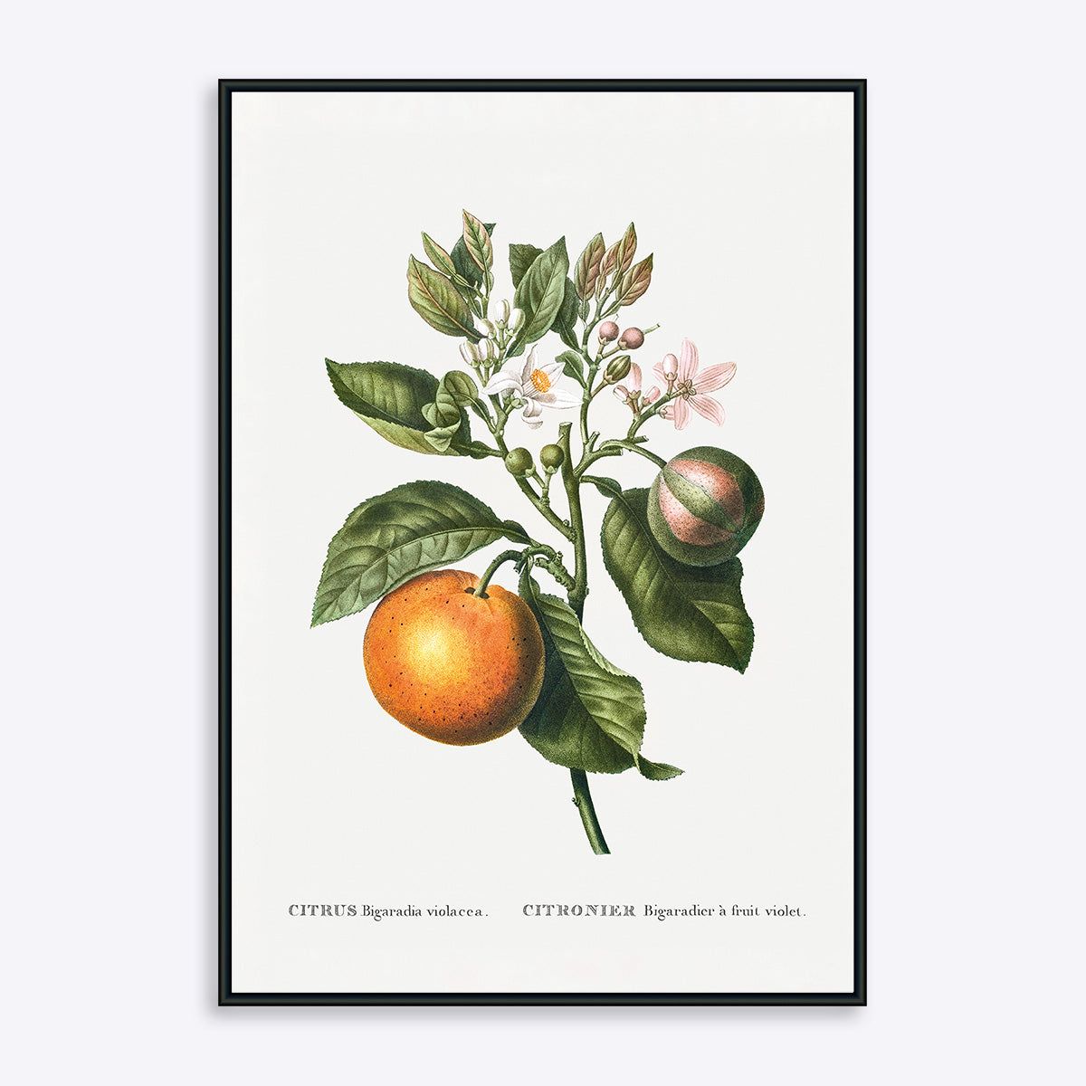 Citrus Bigaradia Violacea - 30x40 cm