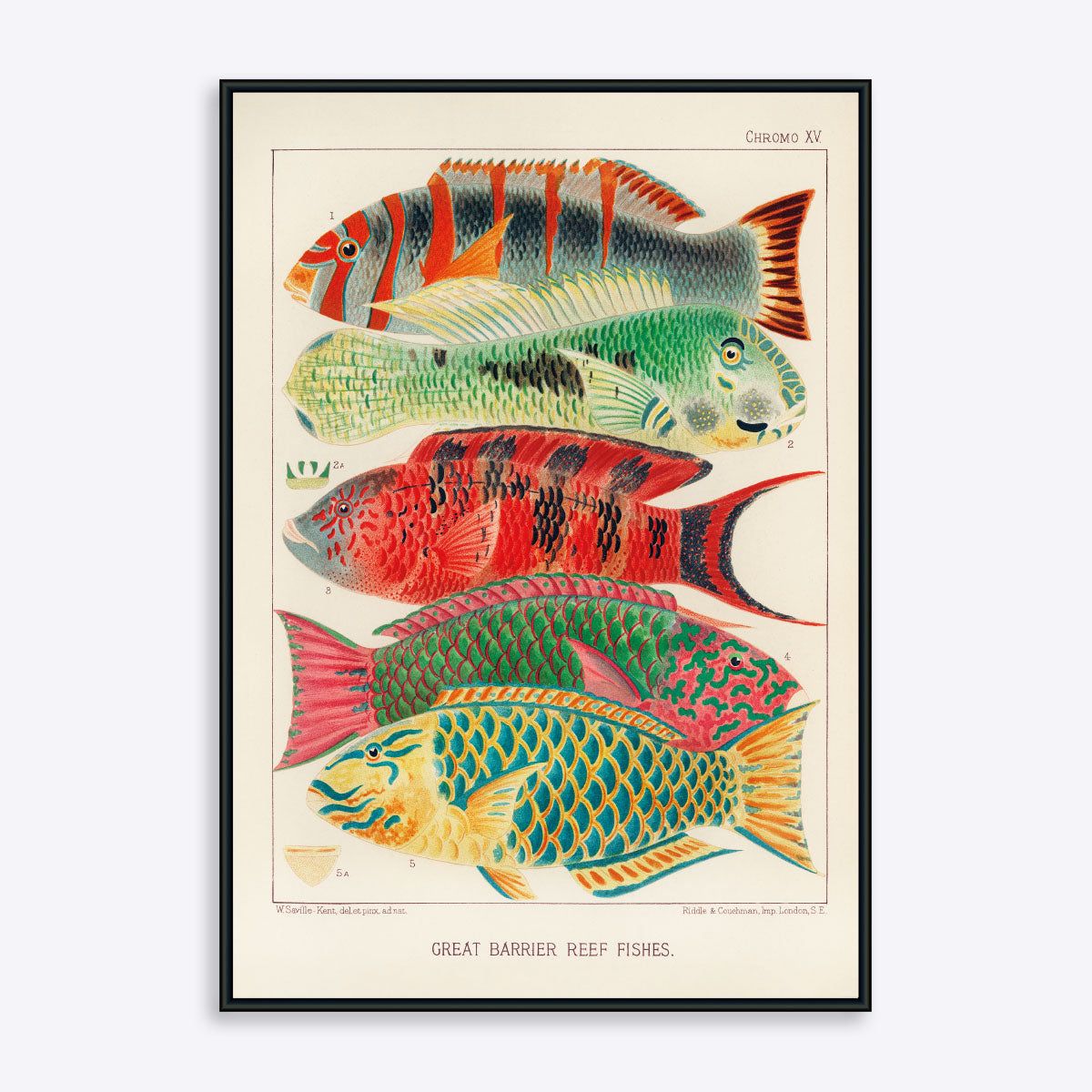 Great Barrier Reef Fishes - 21x30 cm