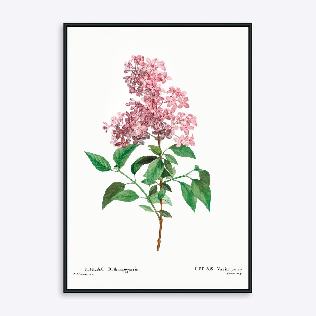 Lilac Rothomagensis - 21x30 cm