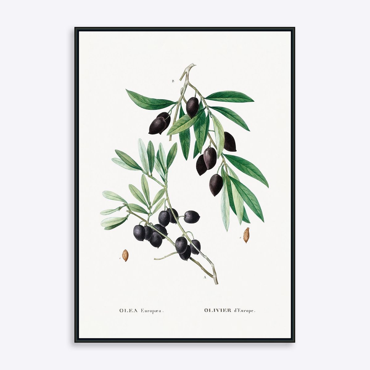 Olive Branch - 70x100 cm