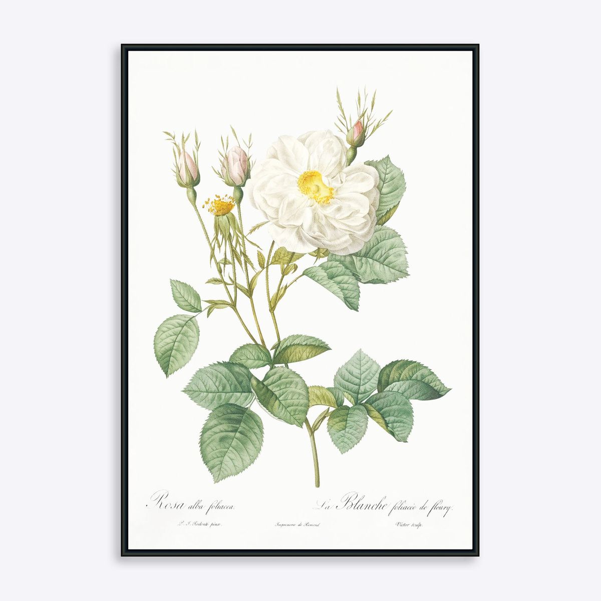 Rosa Alla Foliacea - 21x30 cm