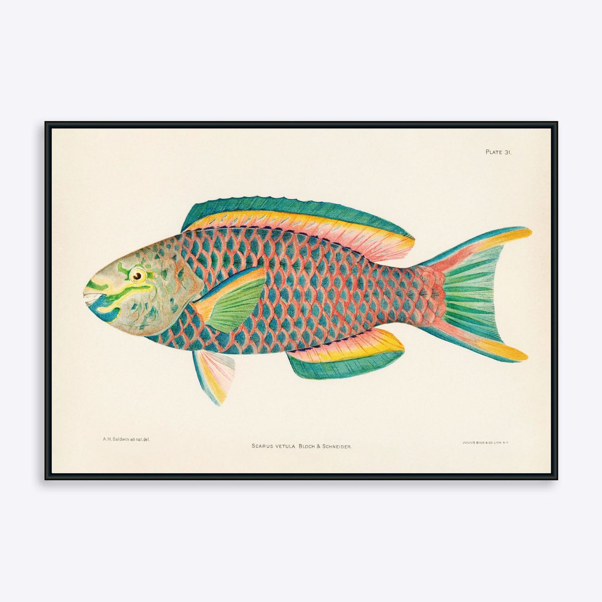 Scarus Vetula Papegøjefisk - 50x70 cm