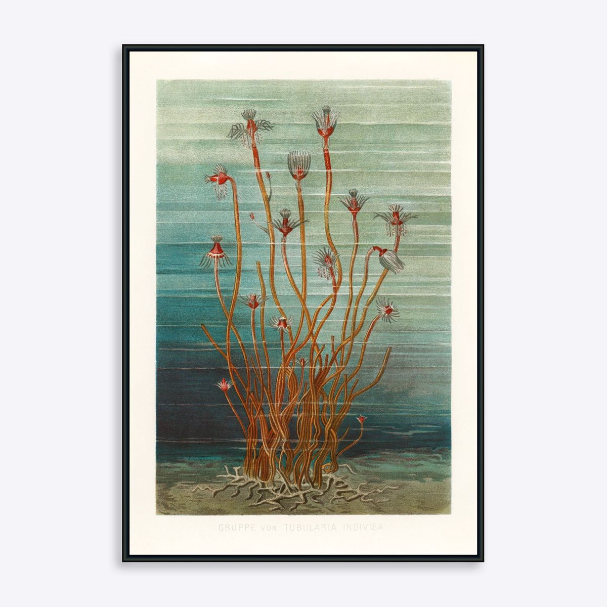 Sea Weeds - 50x70 cm