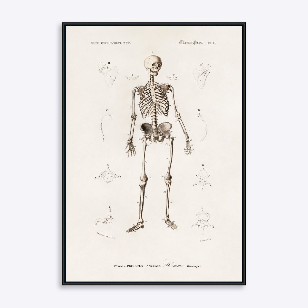 Skeleton Vol. 2 - 50x70 cm