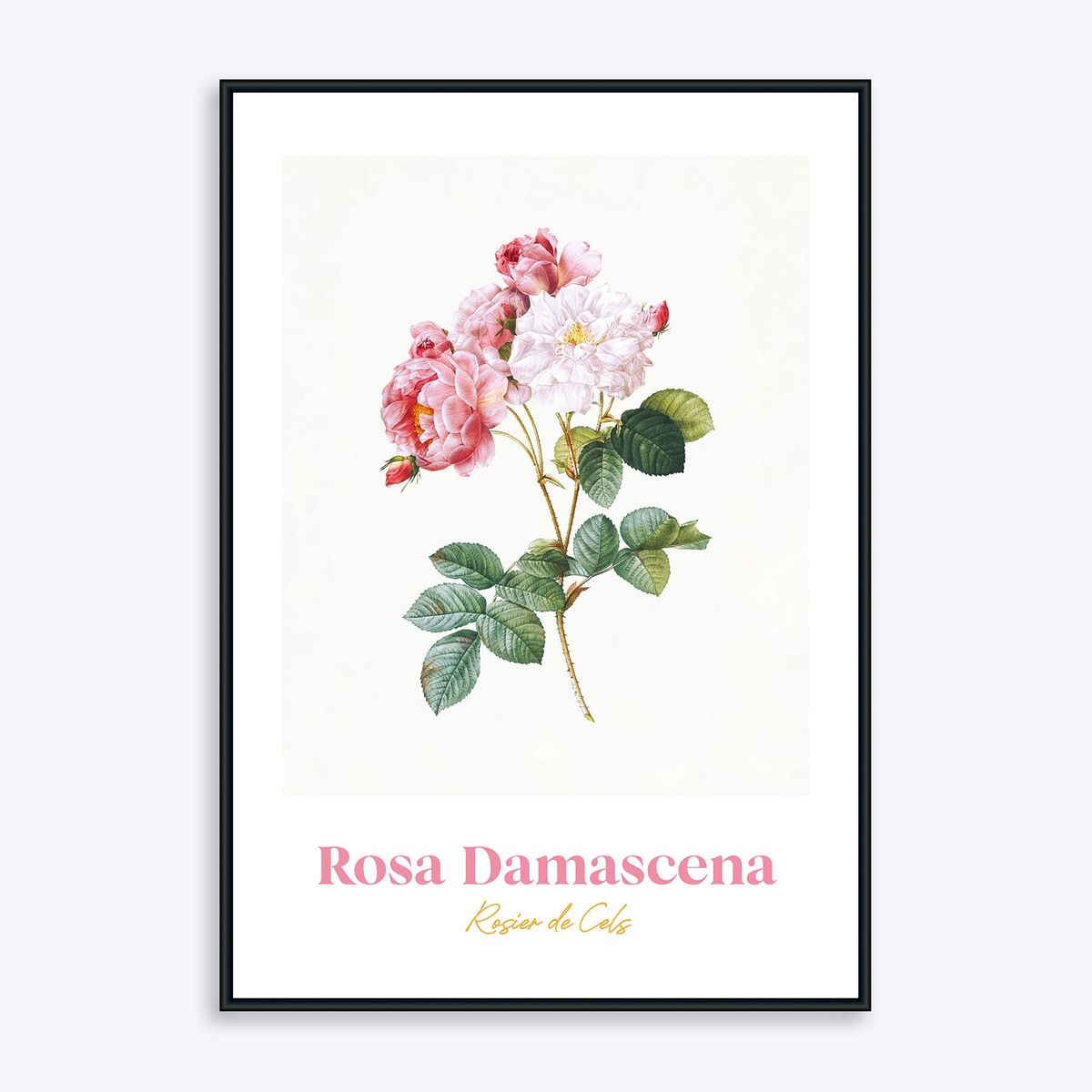 Rosa Damascena - 30x40 cm