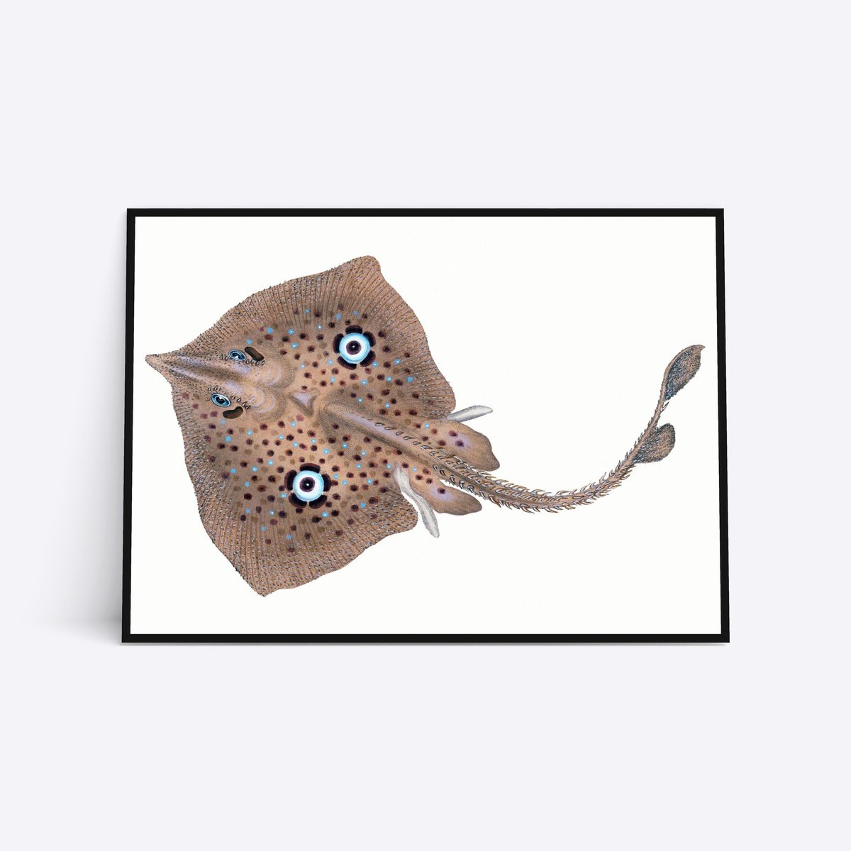 Blue Eyed Ray - 50x70 cm