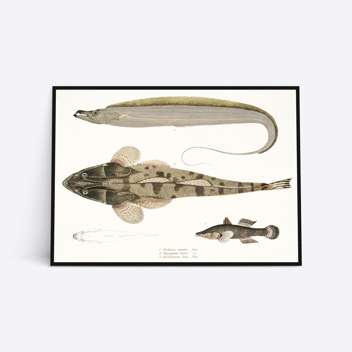 Earth Colored Fish - 50x70 cm