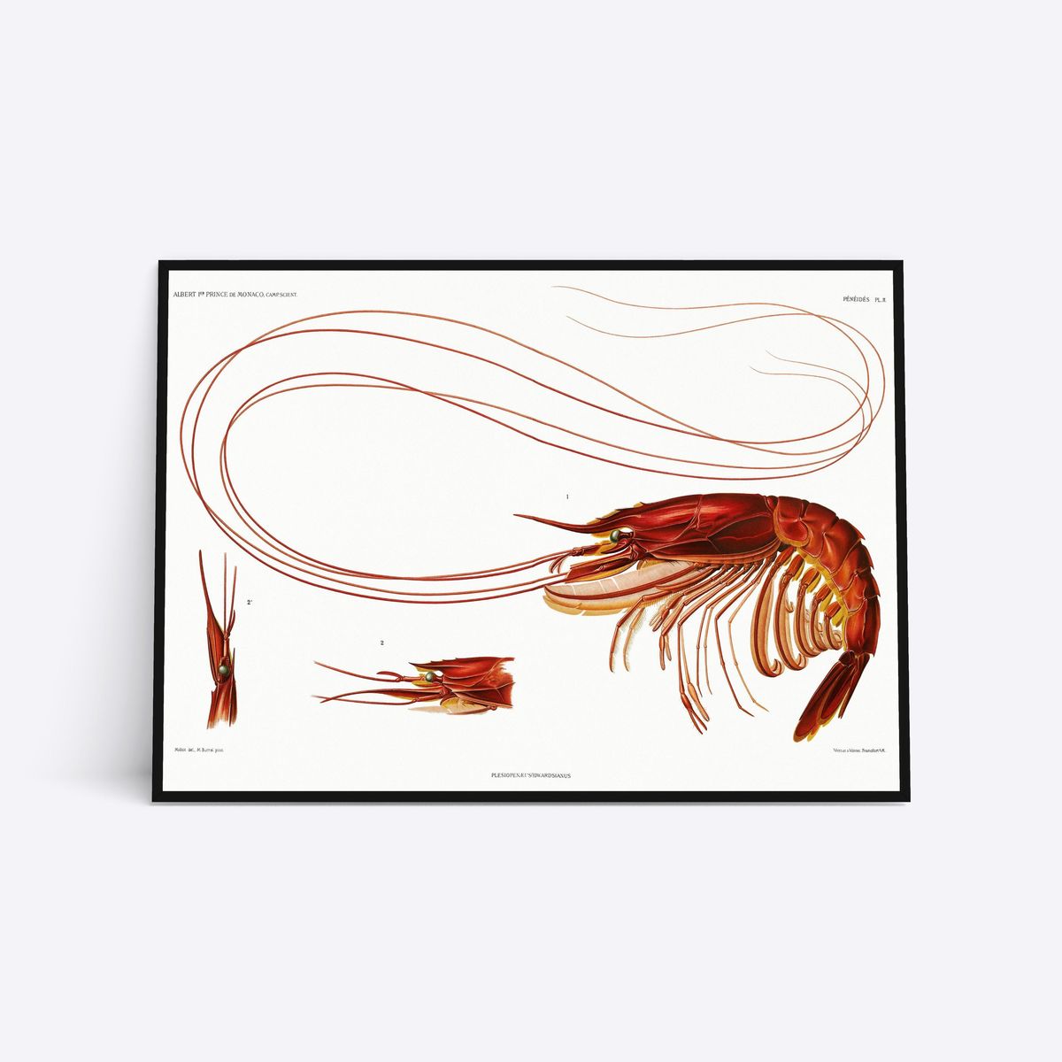 Lobster Vol. 2 - 50x70 cm