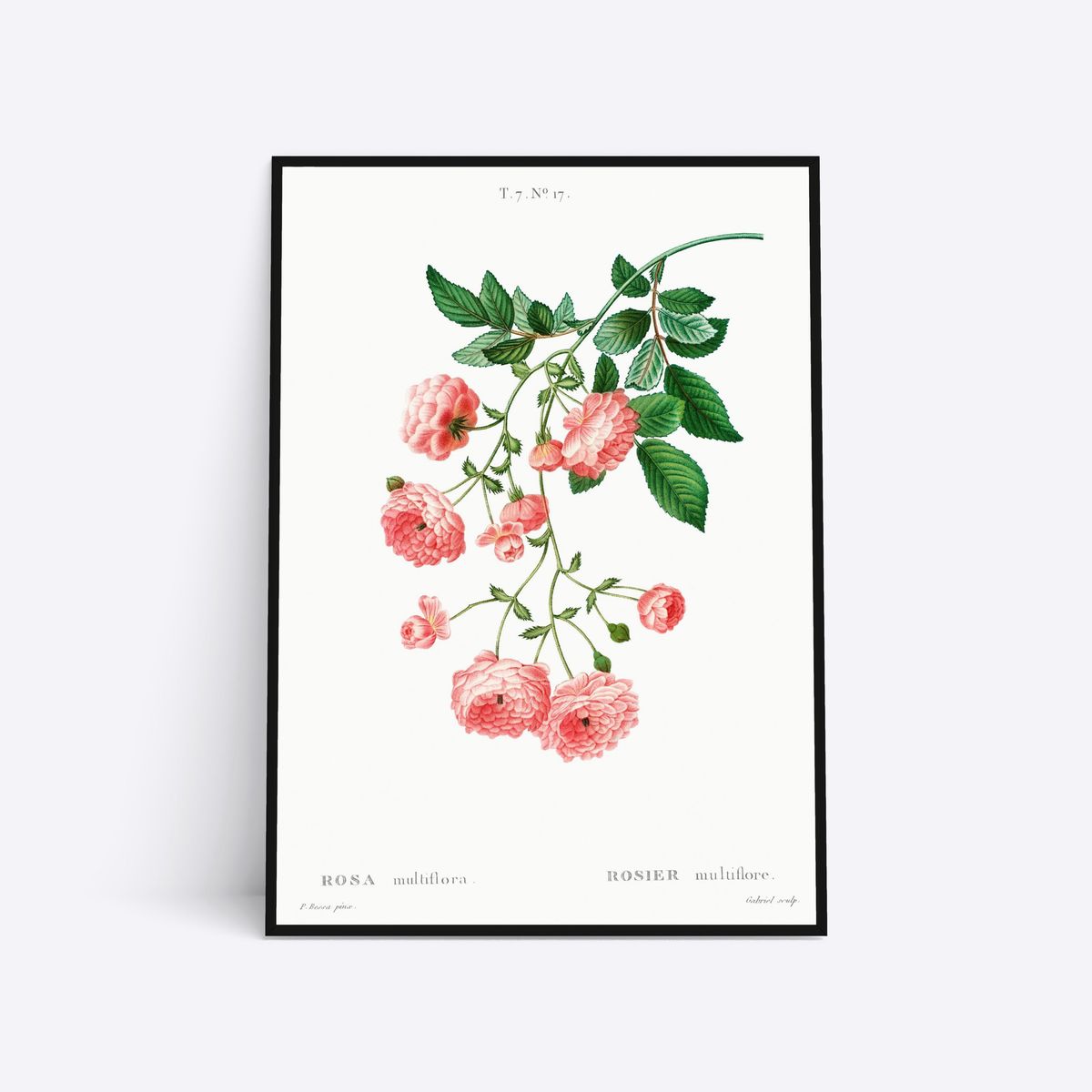 Rosa Multiflora - 21x30 cm