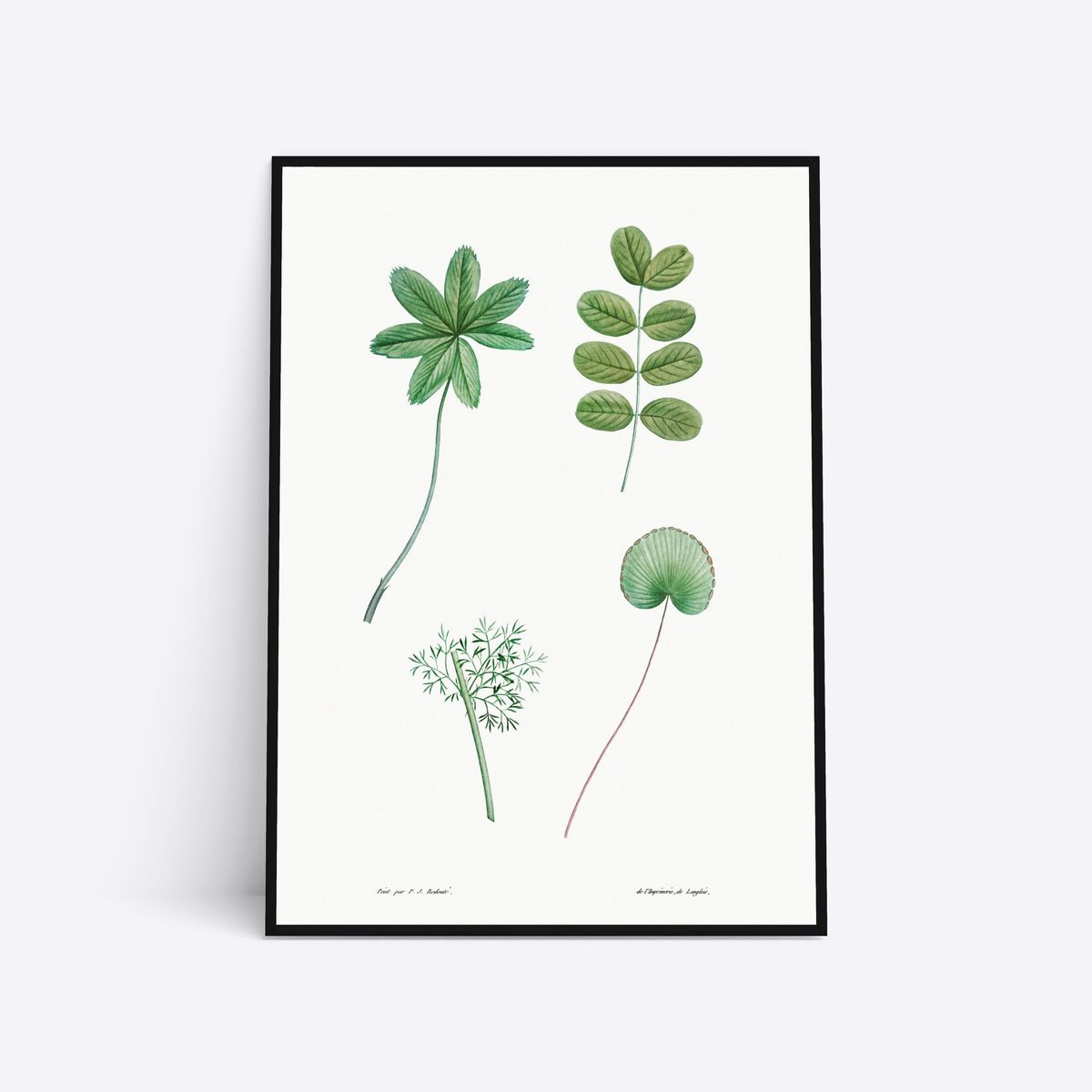 Plants - 50x70 cm