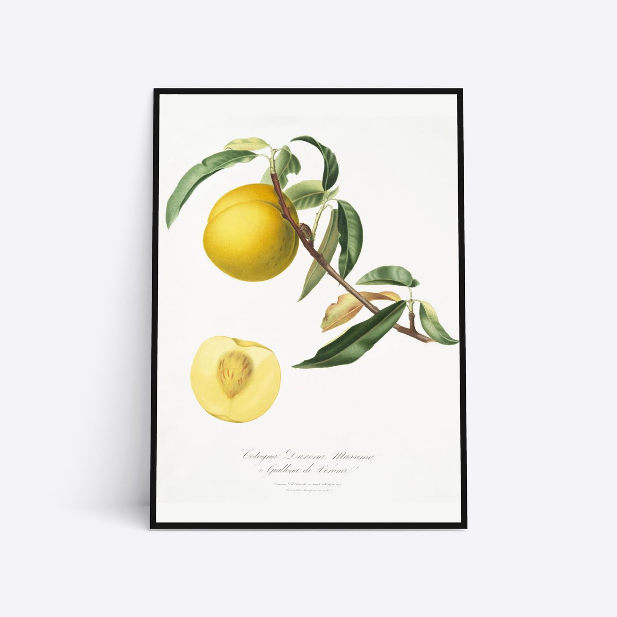 Yellow Peach - 50x70 cm