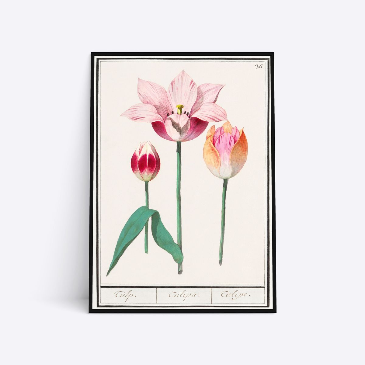 Three Tulips - 30x40 cm