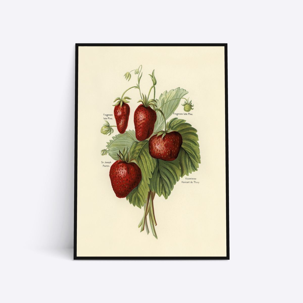 Strawberries - 50x70 cm