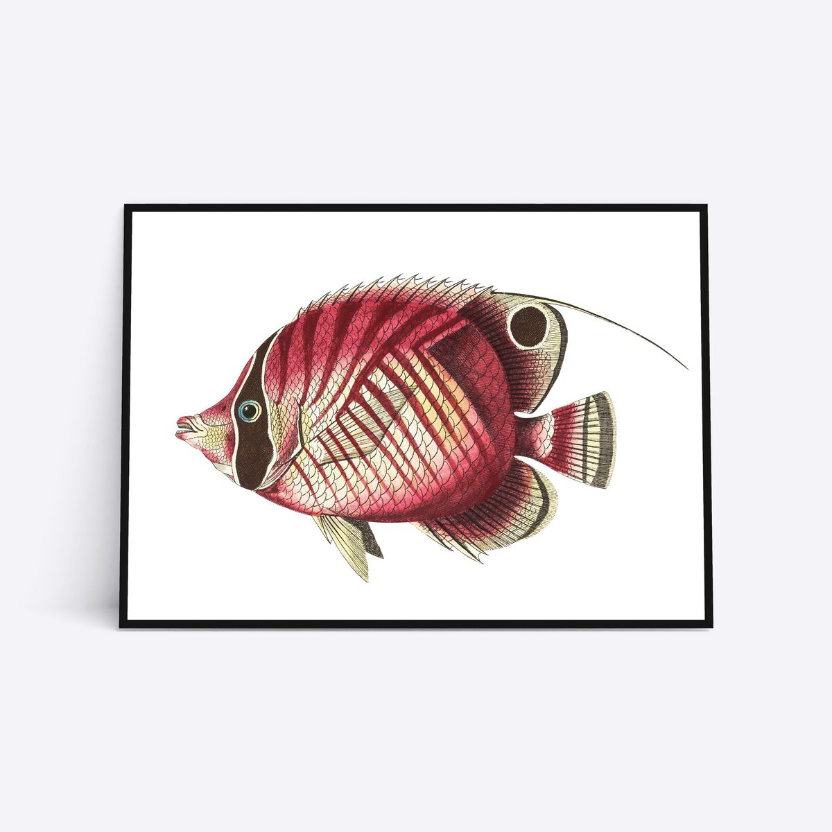 Pink Fish - 50x70 cm